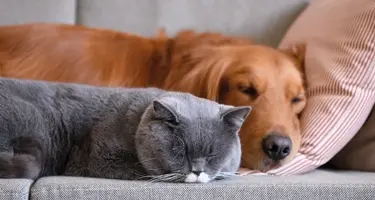 beaphar no stress voor een ontspannen hond en kat